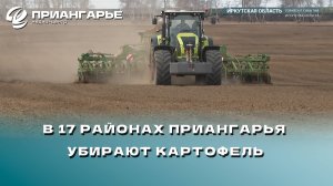 В 17 районах Приангарья убирают картофель