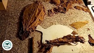 Выпуск #11 Изготовление Сигар. #табак