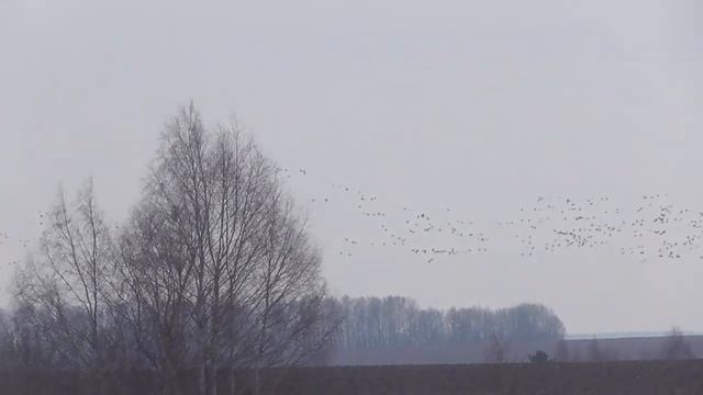 Разведка перед открытием охоты на гуся, находим гуся и делаем выводы. смотреть онлайн