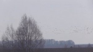 Разведка перед открытием охоты на гуся, находим гуся и делаем выводы.