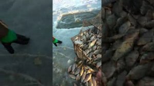 ловля живца зимой на мордушки