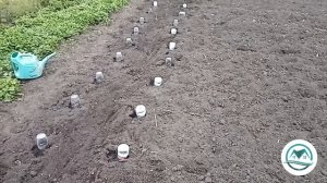 Выпуск #03 Высадка табака на грунт #табак