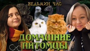 ДОМАШНИЕ ПИТОМЦЫ в Гарри Поттере. Совы и жабы, кролики и пушишки, коты и ручные анимаги