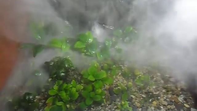 Палюдариум. смотреть онлайн