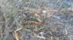 Последний, осенний  СТАЛК  за радиодеталями  2019 года!