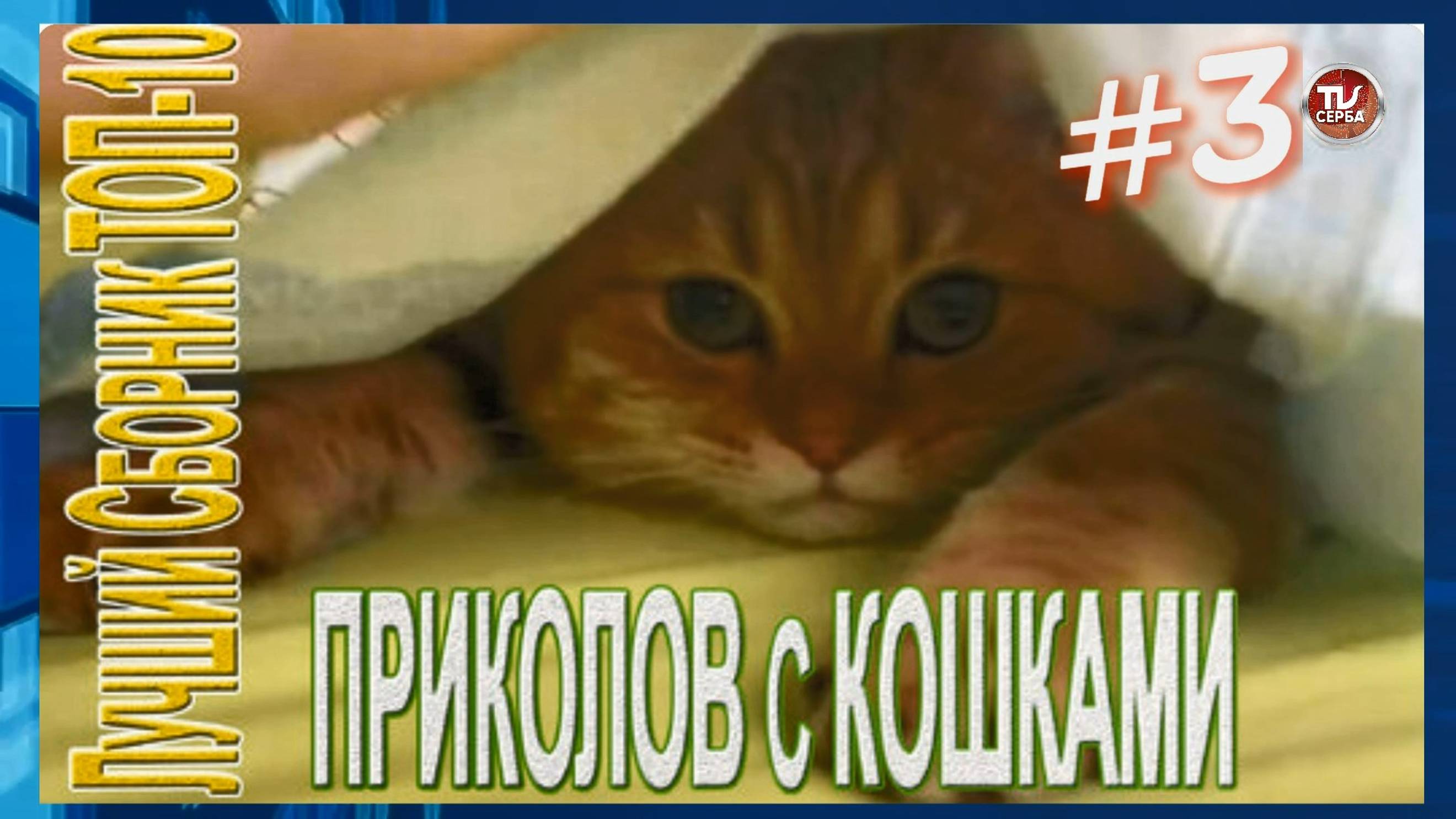 Топ-10 ПРИКОЛОВ с КОШКАМИ 🐱  СМЕШНЫЕ КОШКИ 😂 ЛУЧШИЕ ПРИКОЛЫ С КОТАМИ (3 часть)