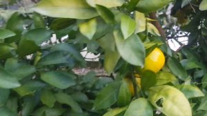 Отправляю черенки цитрусовых в Крым.