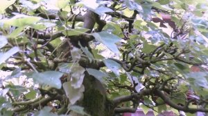 Давно не виделись(всем привет) Поговорим о бонсай.