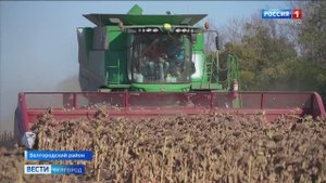 Вести Белгород Белгородские аграрии убрали уже 65 от общих площадей подсолнечника