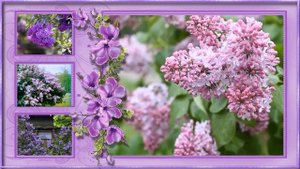 Бесплатный проект Proshow Producer "Цветет сирень"