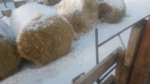 Быки ломают доски, значить всё нормально.