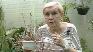 Бальзамин ампельный (Impatiens "Repens")