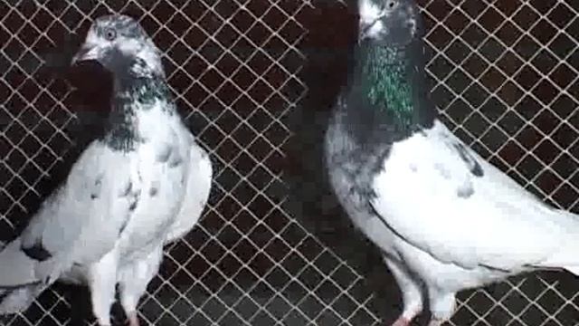 Ustad Zulfiqar urrf Zulfi ke pure teddy pigeon.flv