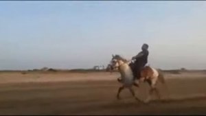 Жорга жарыс
