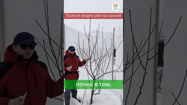 Весенняя обрезка груши подробно #shorts