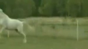 Удар коня в голову