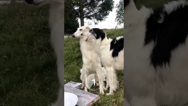 Пишите в комментариях сколько пород смогли назвать ⤵️ смотреть онлайн