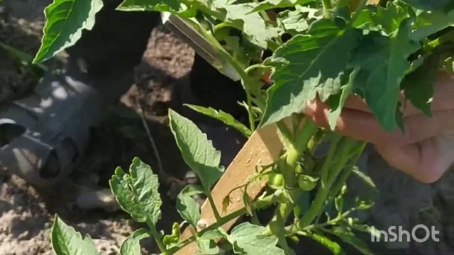 Таппенер (степлер) для помідорів смотреть онлайн