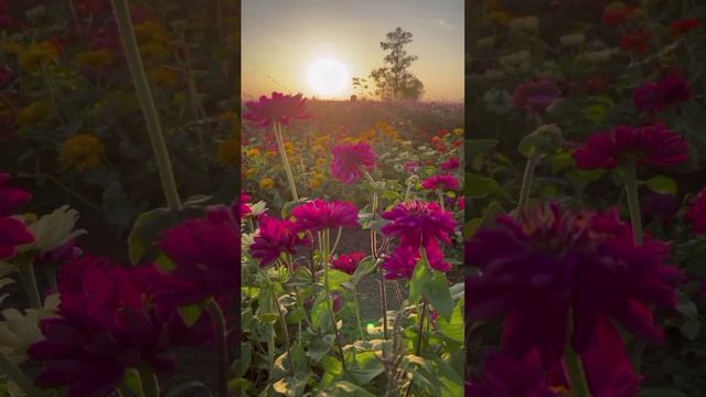 Летнее релакс видео, звуки природы на цветочном лугу, АСМР. https://www.videezy.com/