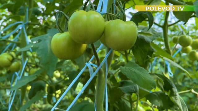 КАК ПОДВЯЗАТЬ ТОМАТЫ?!  #томаты #томатывтеплице #подвязание #какподвязатьтоматы #подвязкатоматов