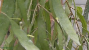 Лесные кактусы.