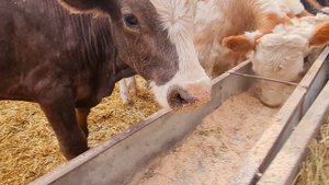 Бычки Лихая.2.10.24г,т..8 909 408 9387