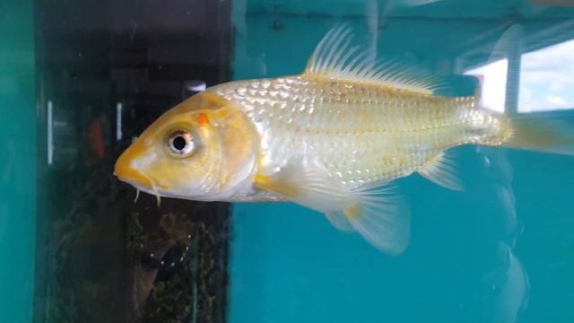 КОРЕЙСКИЙ- БАРБЕКЮ РЕСТОРАН 🥩🥓 смотреть онлайн