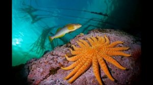 Подводный мир