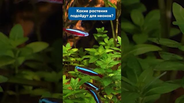 Неоны ответы на частые вопросы #shorts