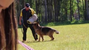 ПК Заречный. 11.06.2017.Рабочие суки. ДЖОЛЛИ ФОМ АЛИХЕЛЬ ХОФ. Лобовая
