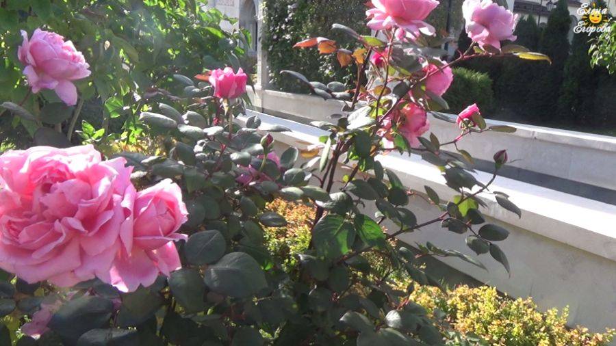 🌸Спасибо за просмотр! Добро пожаловать .ЕКАТЕРИНБУРГ. Ново - Тихвинский монастырь. 3 октября 2024 г