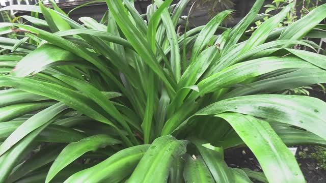 Экскурсия в Ботанический сад г. Новосибирск смотреть онлайн