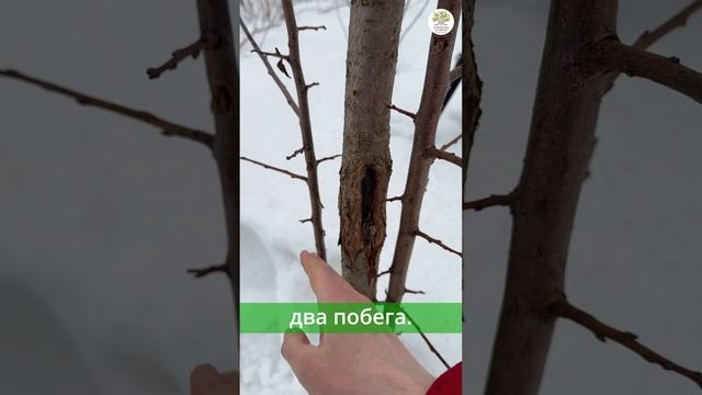 Весенняя обрезка. Серьезная рана на стволе дерева #shorts