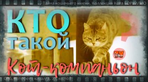 Кот-компаньон: что это значит для того, что составил ему компанию?