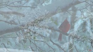 Edward's Elegy Winter
