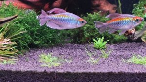 Аквариумные рыбки
Светильник FLOS PRO 900 бренд AQUACREATIV