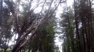 Абхазия Эвкалипты .Просто Эвкалипты и Сосны