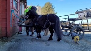 Driving my shetland ponys! two in hand! tack up with me!