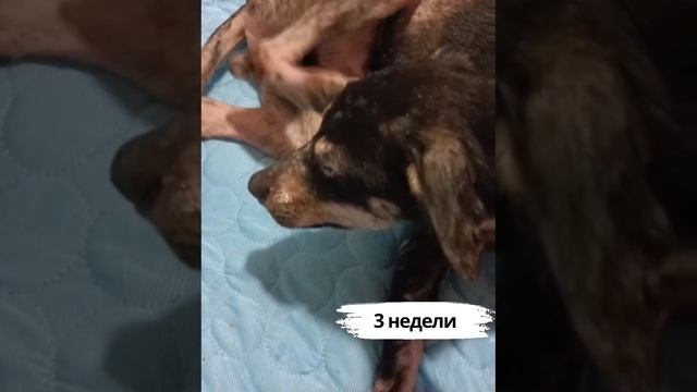 Три недели собачка в приюте