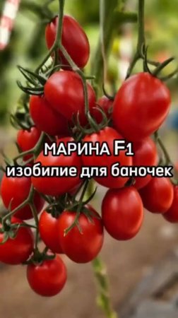 Секреты зимнего стола. Почему именно этот томат мы советуем мариновать и консервировать?