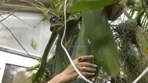 Зимний сад. В гостях у Алексея Куприянова.