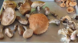 Наша дачная история Сказка Компостная куча СМОТРИ ЧТО ПОЛУЧИЛОСЬ Шашлык Грибы на участке Сад огород