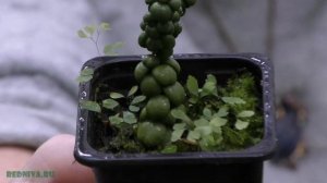 Селагинелла и папоротники из Тайланда.(спустя некоторое время)