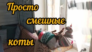 Сфинксы и орик.Смешные коты, их игры. Бадди баламут