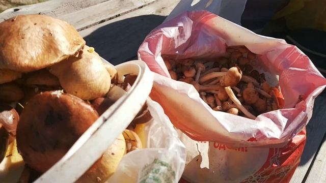 Сегодня набрали много Опят и Маслят.🌞🐜🍄🦟🌿🌲🌳🦗 смотреть онлайн