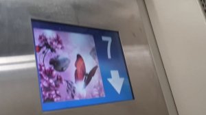 Скрипучий Музыкальный лифт ЩЛЗ Ecomaks 2020г ул. Самолётная 60