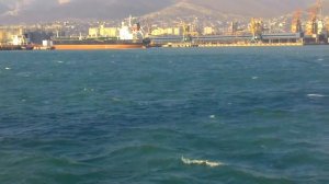 Прыгающая рыба в цемесской бухте