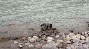 Катунь и Гоша