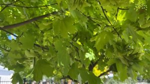 Клён остролистный Принцетон Голд (Princeton Gold). Обзор