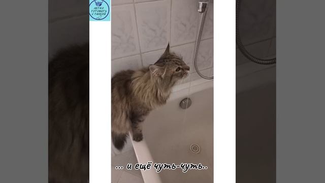 Кот и вода. Сами просит воду и долго пьет из-под крана, не отрываясь. Какая вода самая вкусная? смотреть онлайн